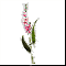 Изящный цветок